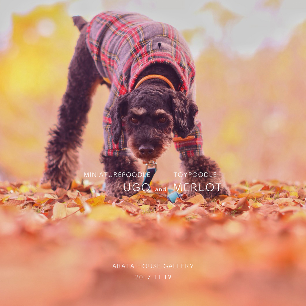 秋を感じ、秋を楽しむ。「トイプードル メルロ&ミニチュアプードル ウーゴ」