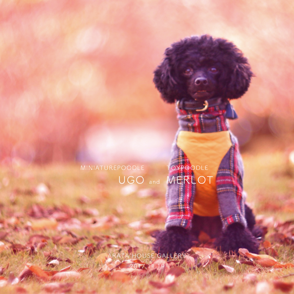 秋を感じ、秋を楽しむ。「トイプードル メルロ&ミニチュアプードル ウーゴ」