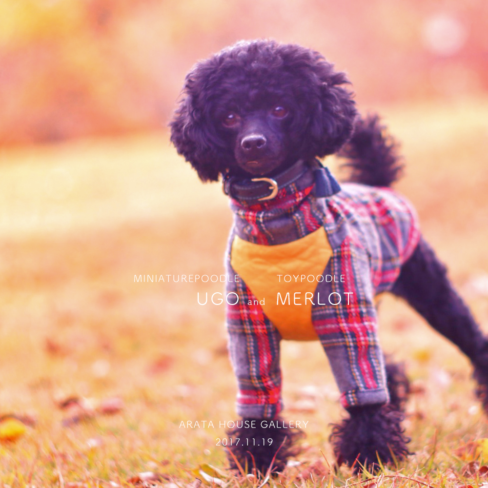秋を感じ、秋を楽しむ。「トイプードル メルロ&ミニチュアプードル ウーゴ」