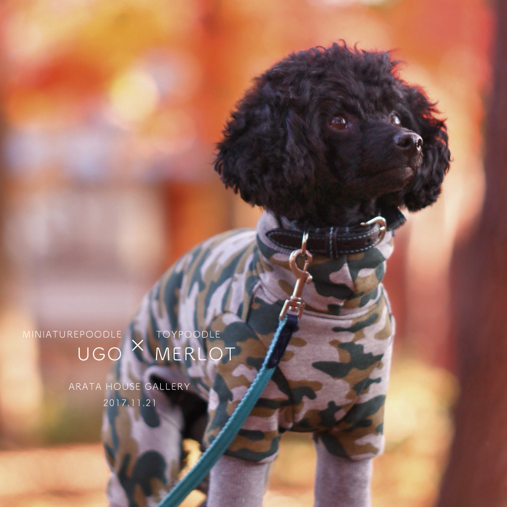 心温まる幸せ時間「トイプードル メルロ&ミニチュアプードル ウーゴ」