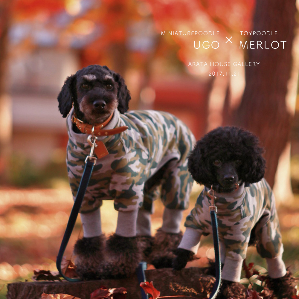 心温まる幸せ時間「トイプードル メルロ&ミニチュアプードル ウーゴ」