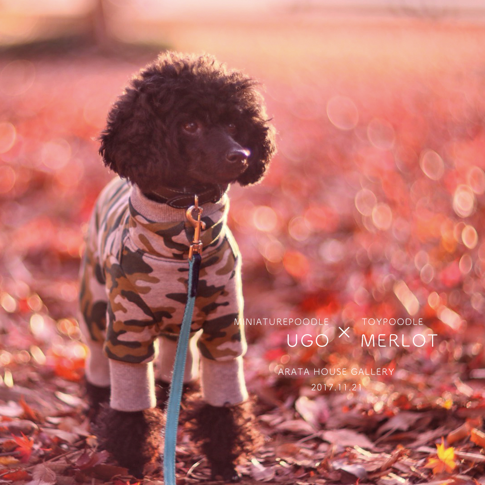 心温まる幸せ時間「トイプードル メルロ&ミニチュアプードル ウーゴ」