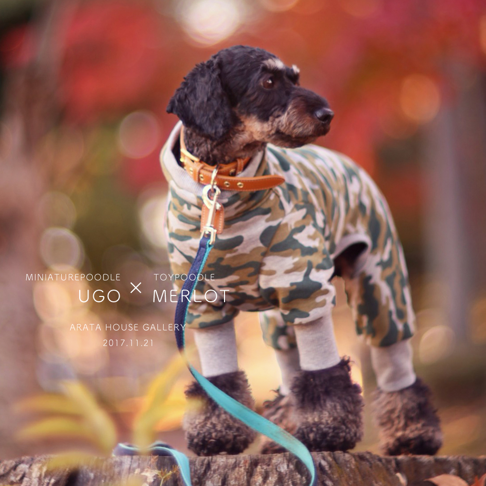 心温まる幸せ時間「トイプードル メルロ&ミニチュアプードル ウーゴ」