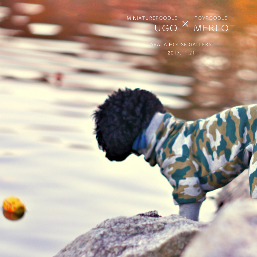 心温まる幸せ時間「トイプードル メルロ&ミニチュアプードル ウーゴ」