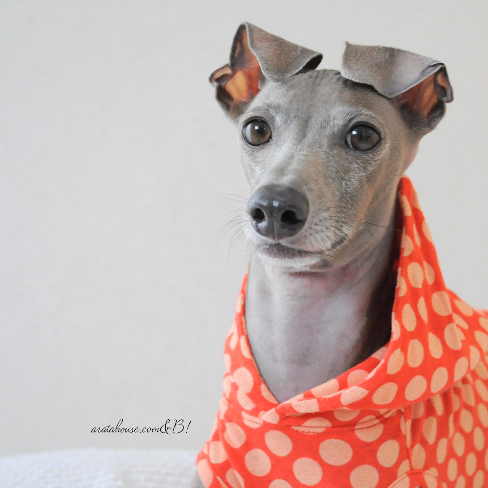 「一緒に愛犬にとってより良い服を作りましょう!」次の購入者に役立つレビューには最大1,500ポイント付与されます。