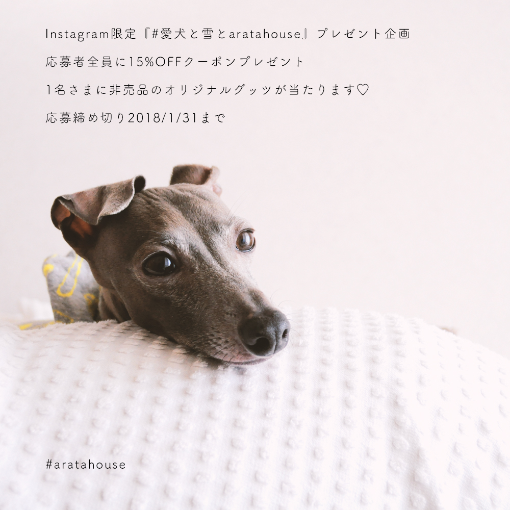 Instagram限定『愛犬と雪とaratahouse』プレゼント企画