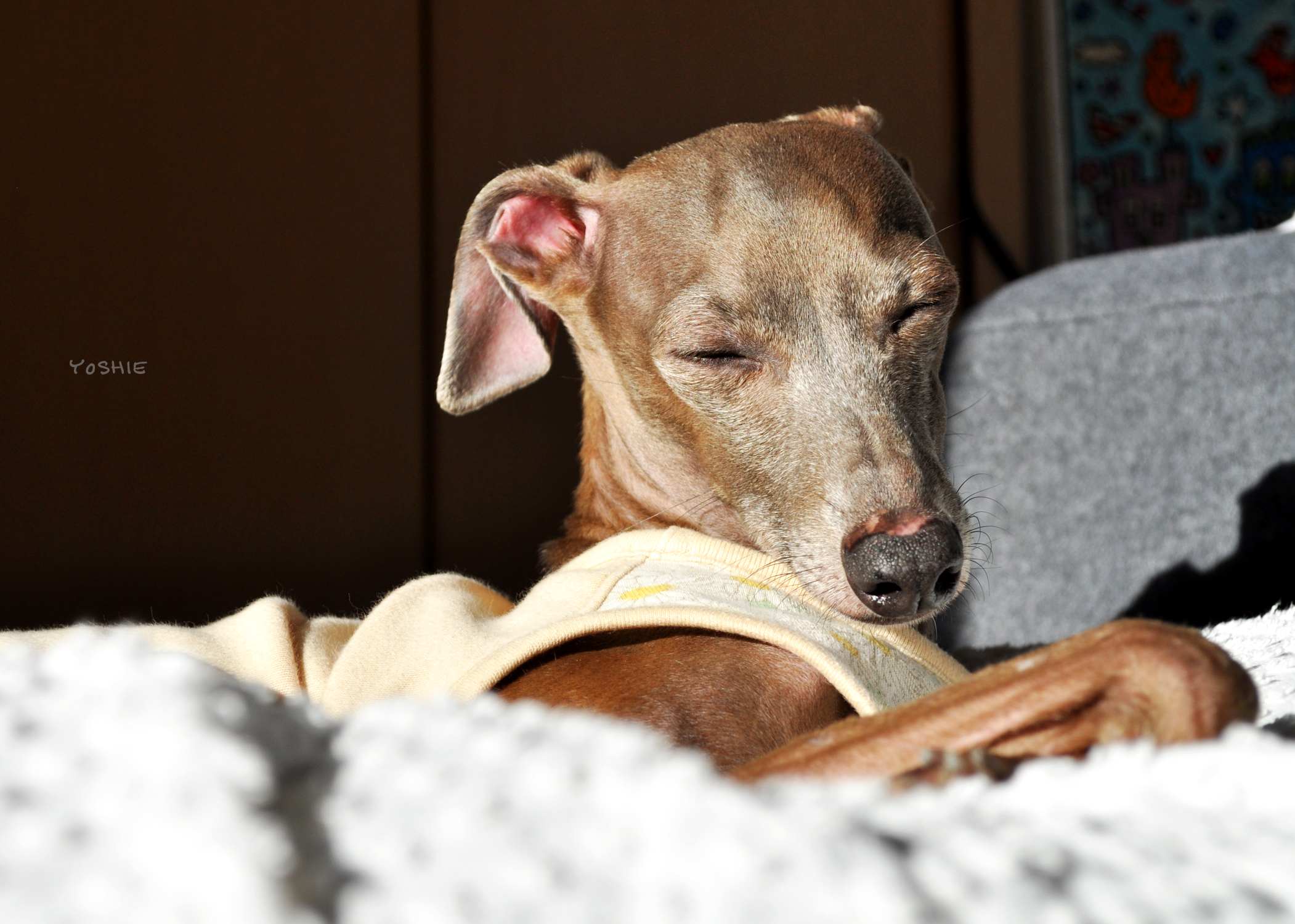 かわいいやつめ