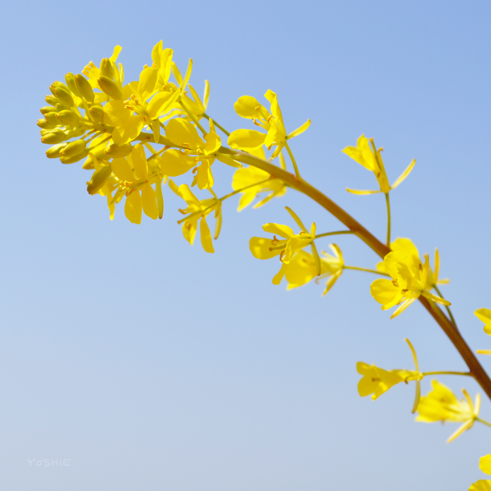 気がつけば春になり、気がつけば3ヶ月ぶりの新作だったり♪
