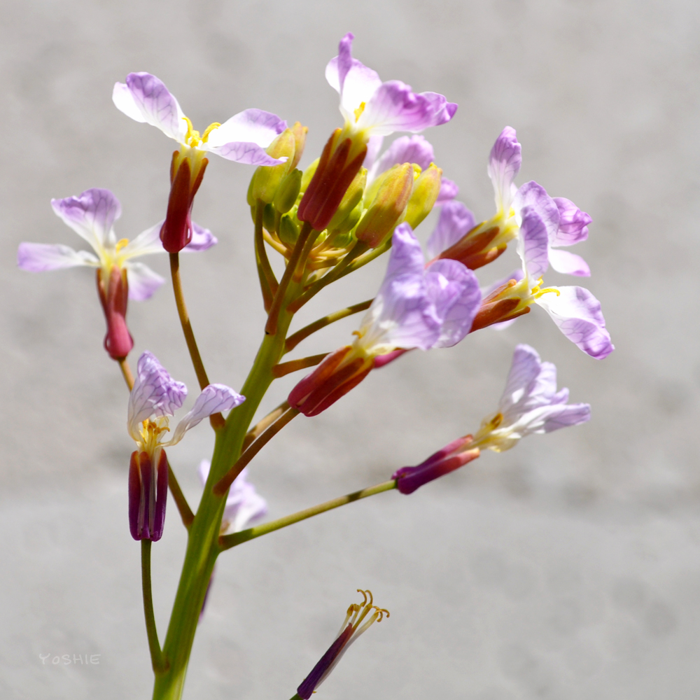 気がつけば春になり、気がつけば3ヶ月ぶりの新作だったり♪