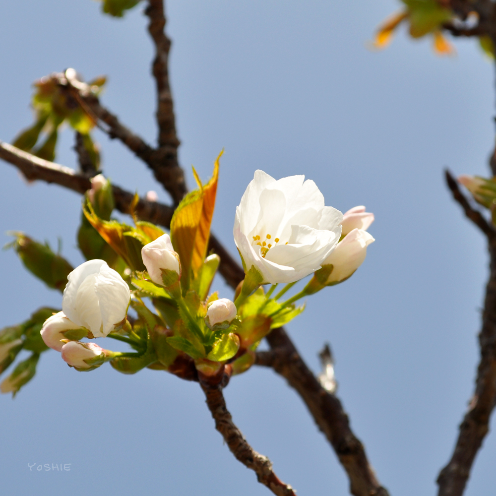 気がつけば春になり、気がつけば3ヶ月ぶりの新作だったり♪