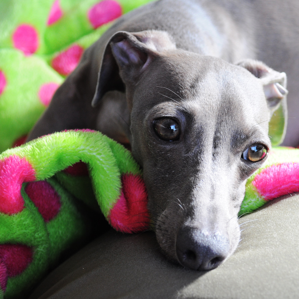 皆んながやるからが一番だめな飼い主「愛犬のワクチン接種の考え方」