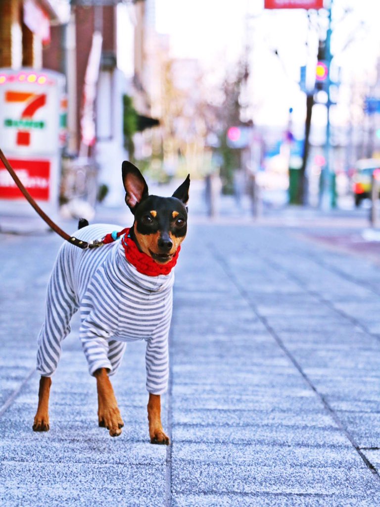 着心地良さを考えるとこの服にたどり着きます。何年か前に買った同じ服。破れたから同じものを購入。わんこの服は在庫が切れたら同じものが買えない事が多いけど。買えるのがありがたい……。