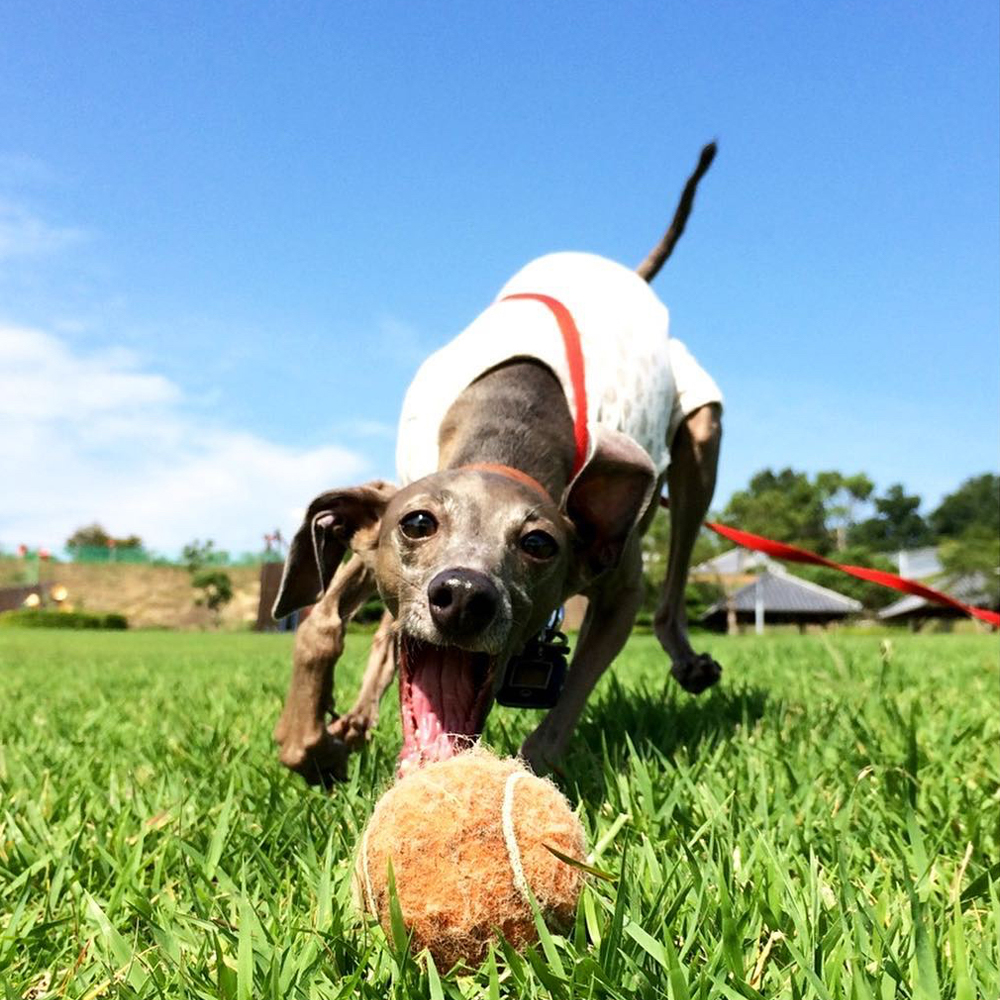 「開催内容決定」2018年4月8日(日)愛犬と一緒に!「感じる」「聞ける」「知れる」"愛犬との暮らしを考える時間"