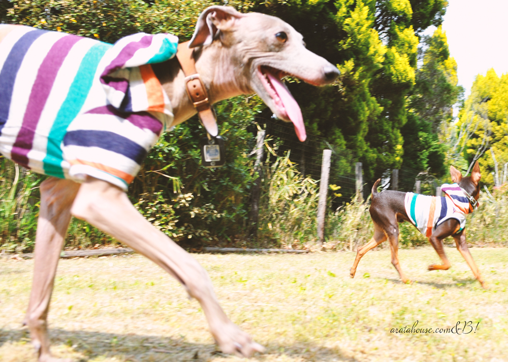 ”愛犬との暮らしを考える時間 Part.01/02 ” を終えて感じたこと。