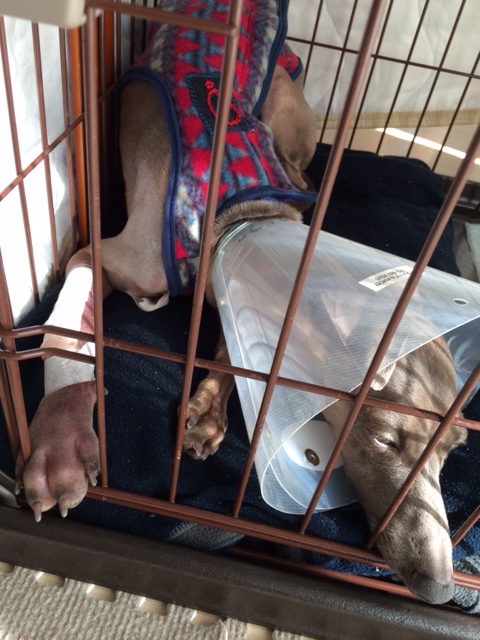 「イタグレ骨折」気候の変化と共にこの記事へのアクセスが増えています！！！！！