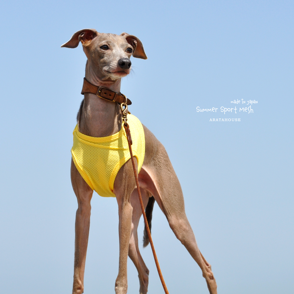 犬服|Summer Sport Mesh|通気性、伸縮性、速乾性に優れたメッシュ|選べる4タイプ×3カラー(パステルブルー/パステルイエロー/パステルピンク)