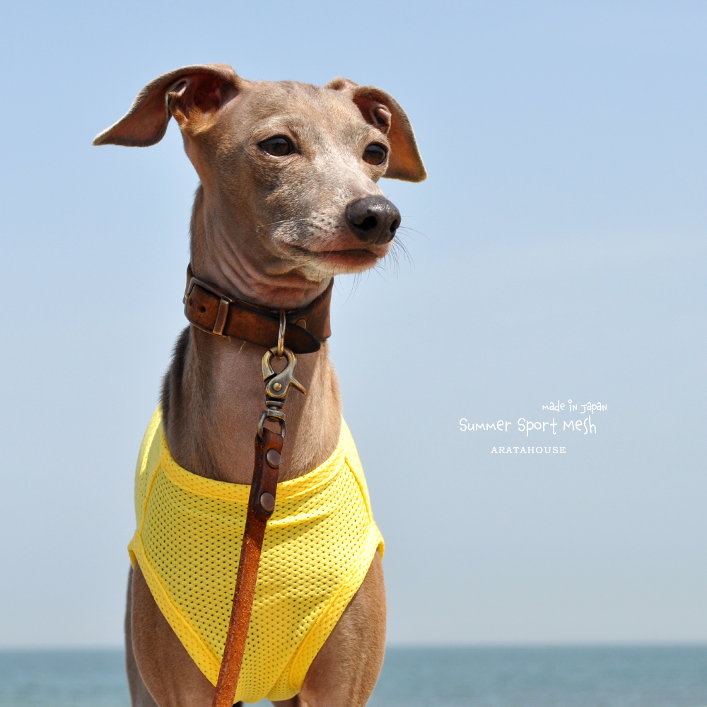 犬服|Summer Sport Mesh|通気性、伸縮性、速乾性に優れたメッシュ|選べる4タイプ×3カラー(パステルブルー/パステルイエロー/パステルピンク)