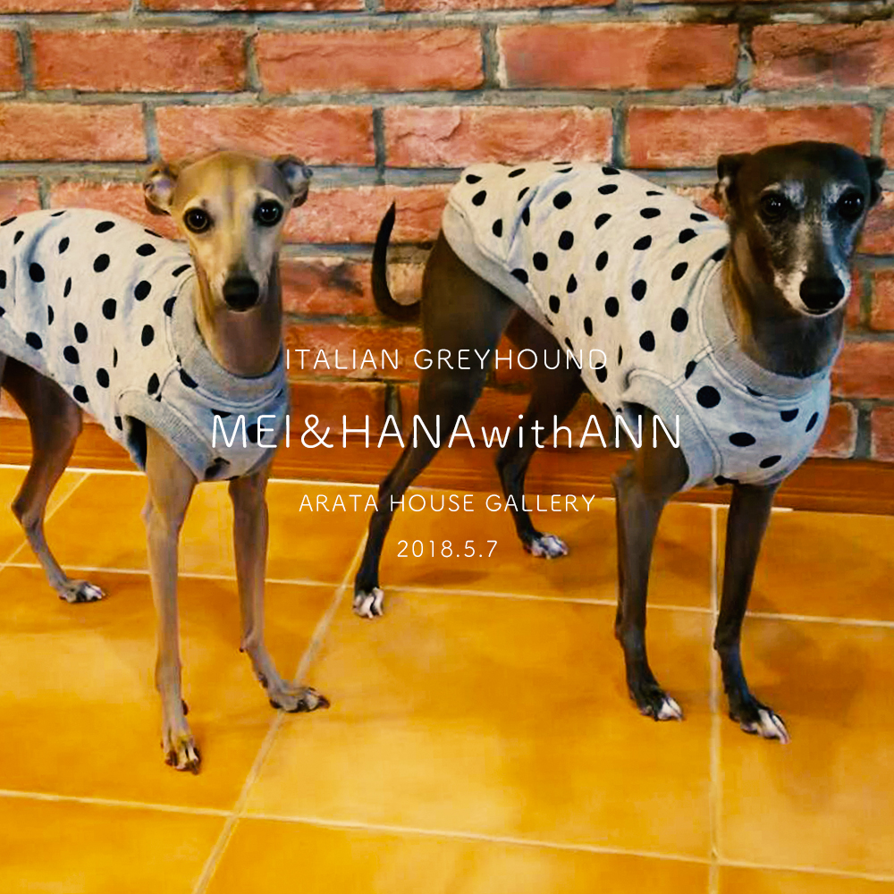 あんが着る姿をゆっくり楽しみに待ってるからなぁ~「イタグレ/はな&あん&めい」