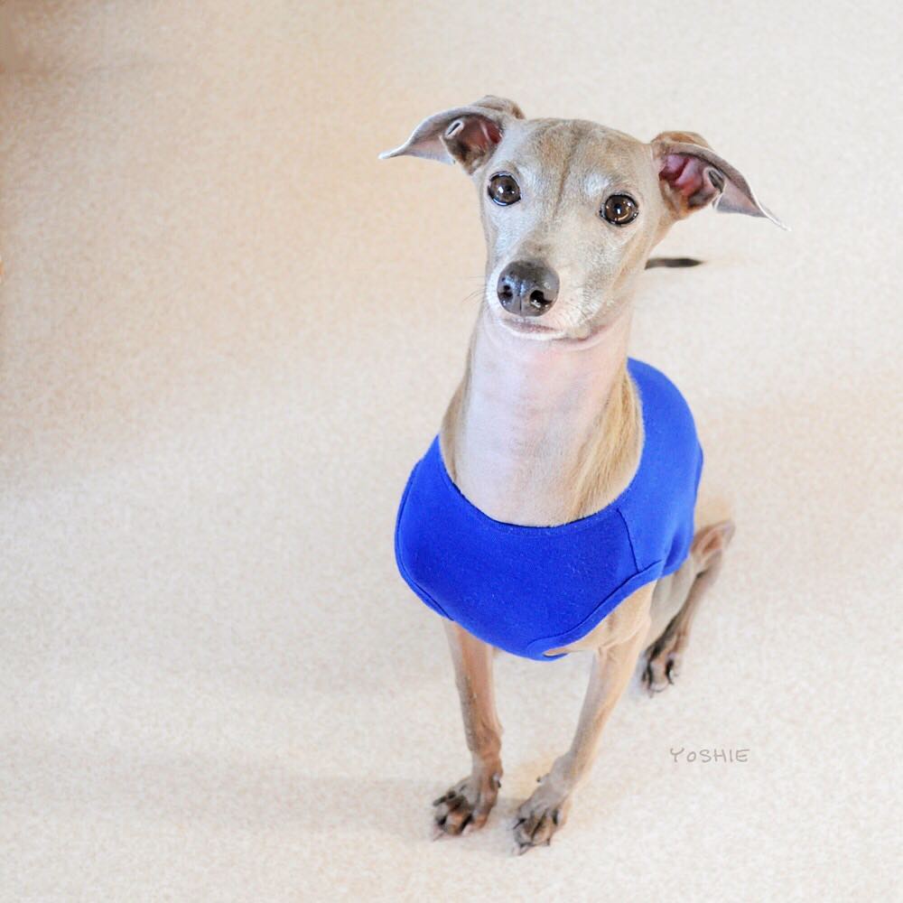 ミニピン可愛い？