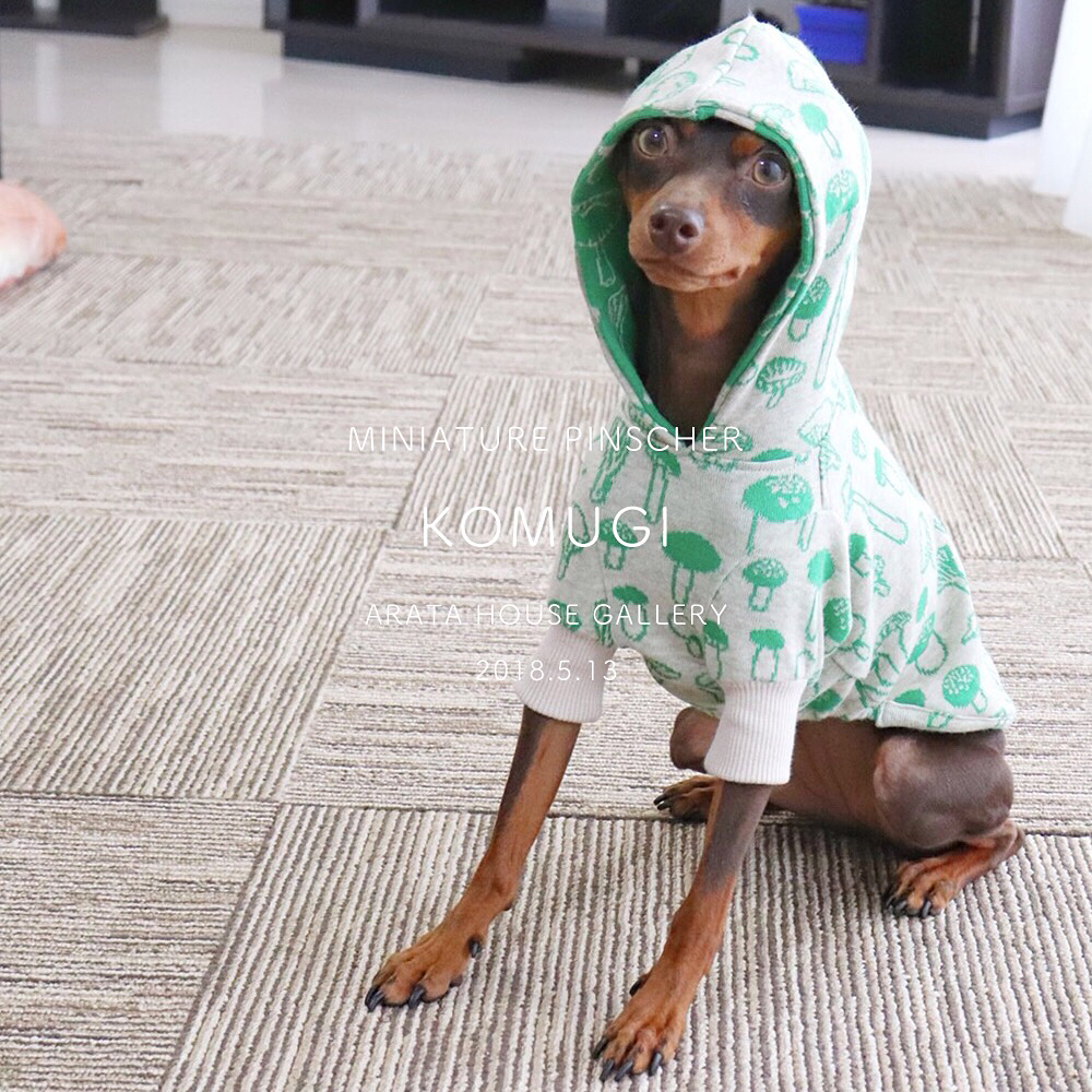 も~い~かい?「ミニピン/小麦」