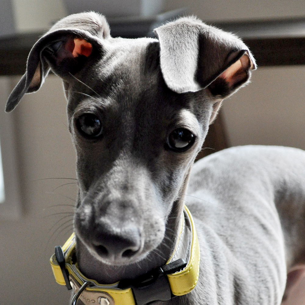 【ARATA HOUSEメルマガ Vol.81】「ドライフードの選び方」イタグレBuono!のごはん事情（4,382文字/画像3枚）｜2016/3/28発行