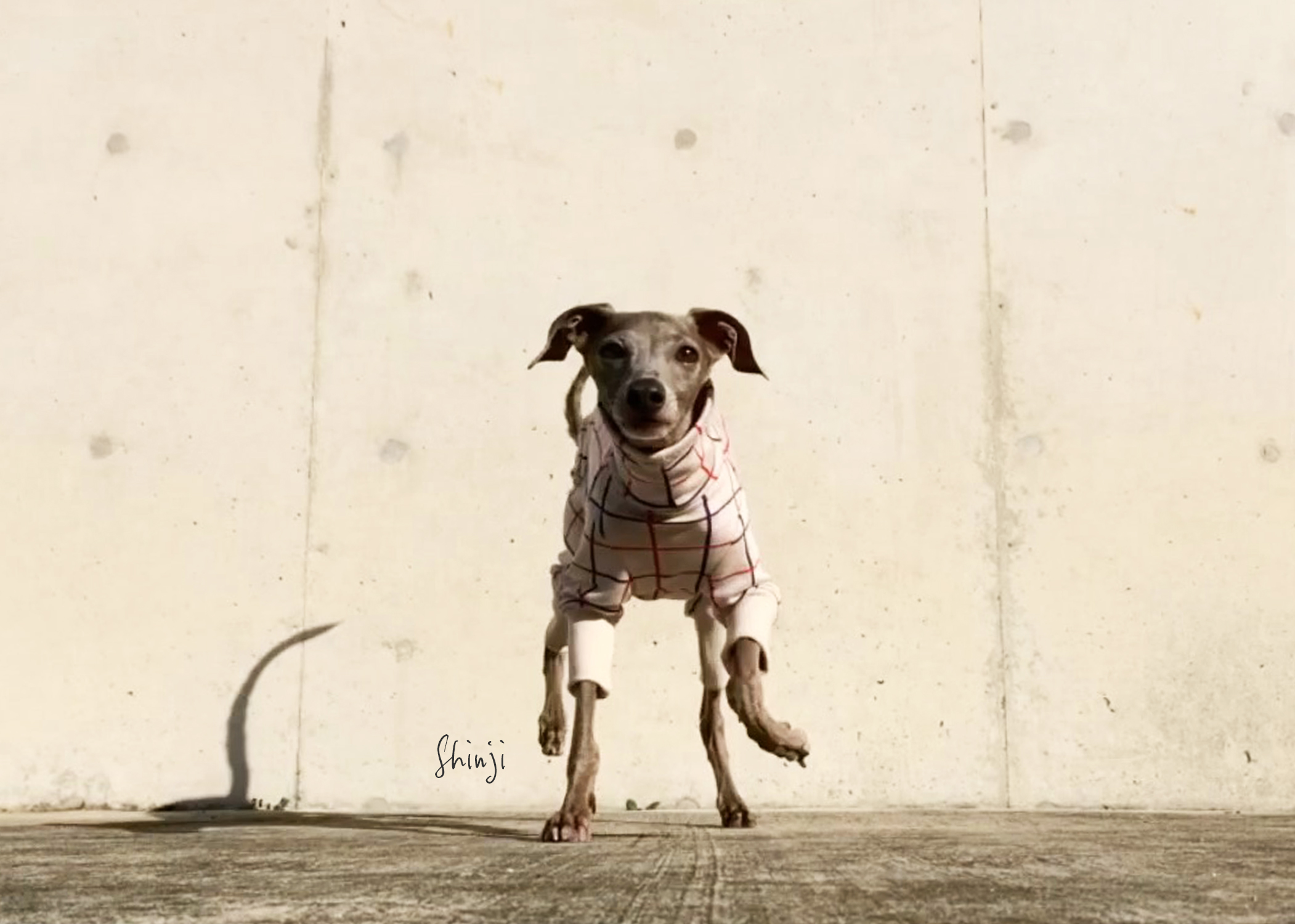 犬服｜3cm×3cmグリッドチェック｜日本製ジャガードニット｜選べる４タイプ×２カラー（アイボリー/レッド）