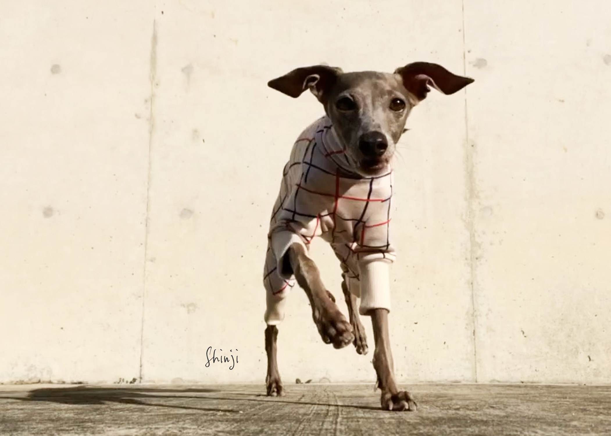 犬服｜3cm×3cmグリッドチェック｜日本製ジャガードニット｜選べる４タイプ×２カラー（アイボリー/レッド）