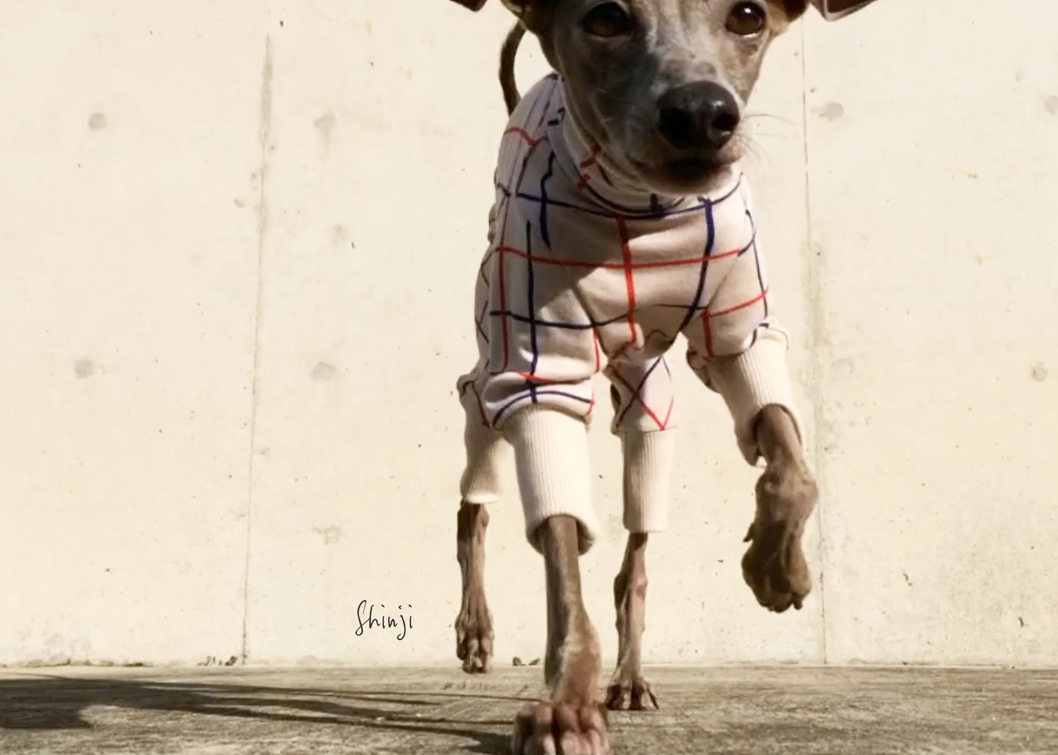 犬服｜3cm×3cmグリッドチェック｜日本製ジャガードニット｜選べる４タイプ×２カラー（アイボリー/レッド）