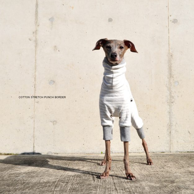 犬服｜コットンストレッチポンチボーダー｜選べる４タイプ（グレー）