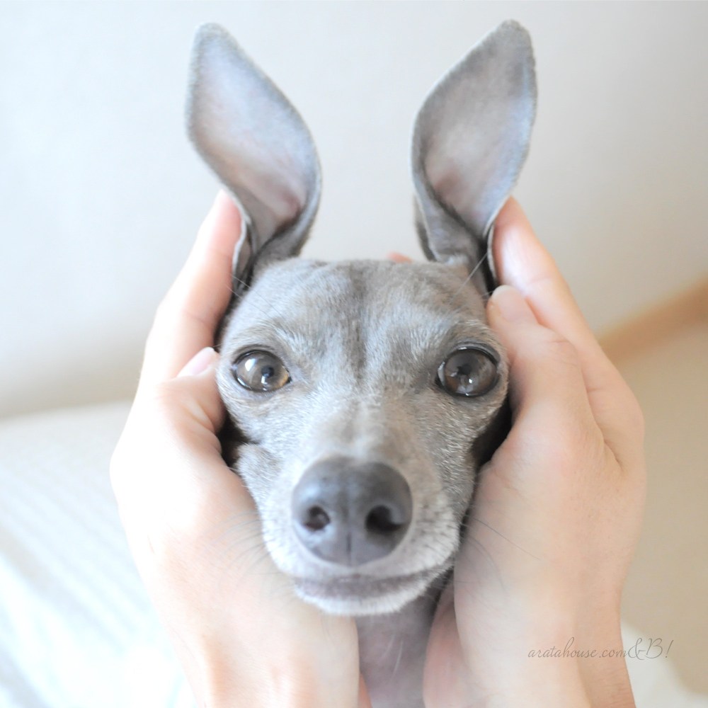 皆さんの愛犬の着飾っていない本当の姿を教えて下さい!