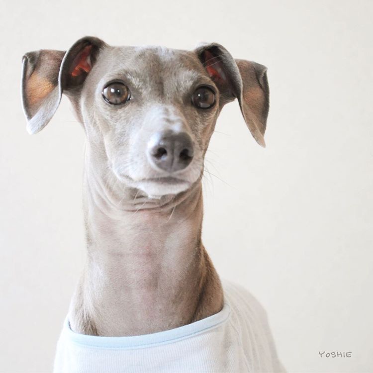 「お願い」記念日、誕生日、年末年始のご挨拶、病気怪我のご心配、災害時のご心配などのご連絡について