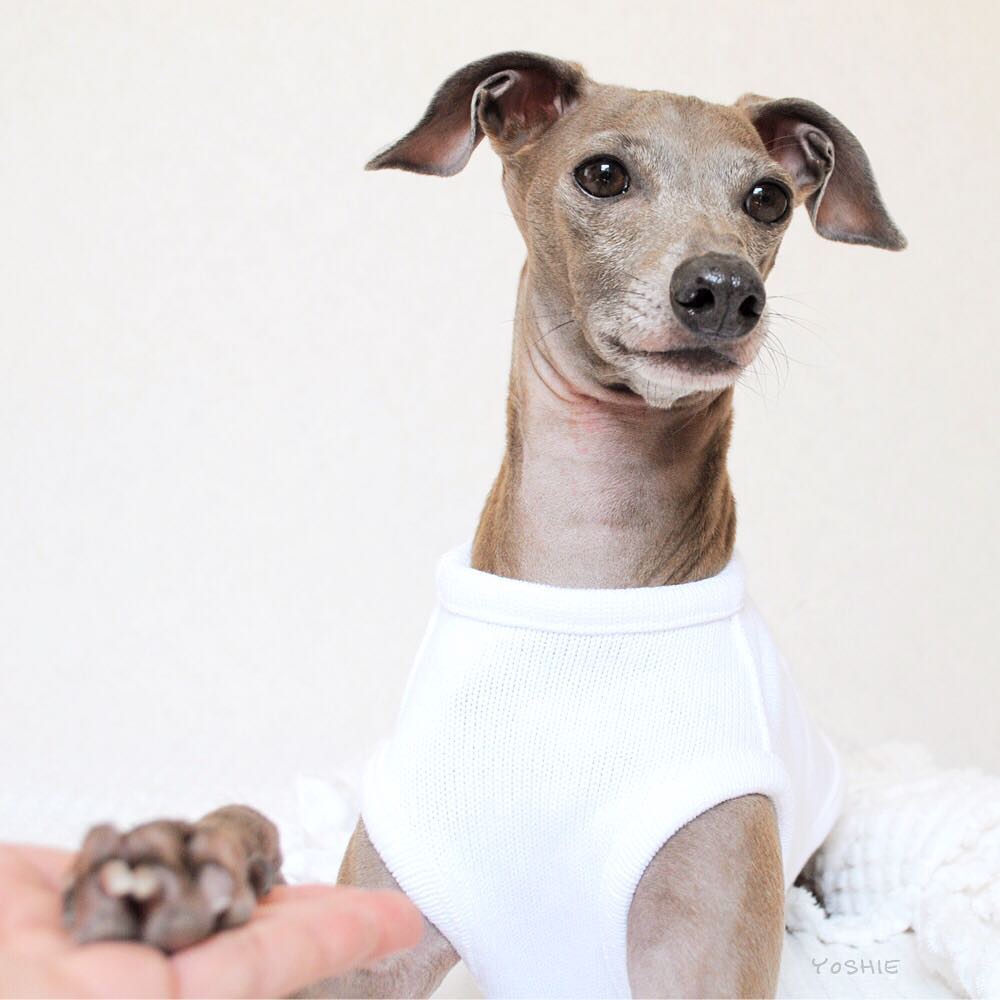 ARATA HOUSEが目指している新しい犬服屋さんの形を聞いてください。