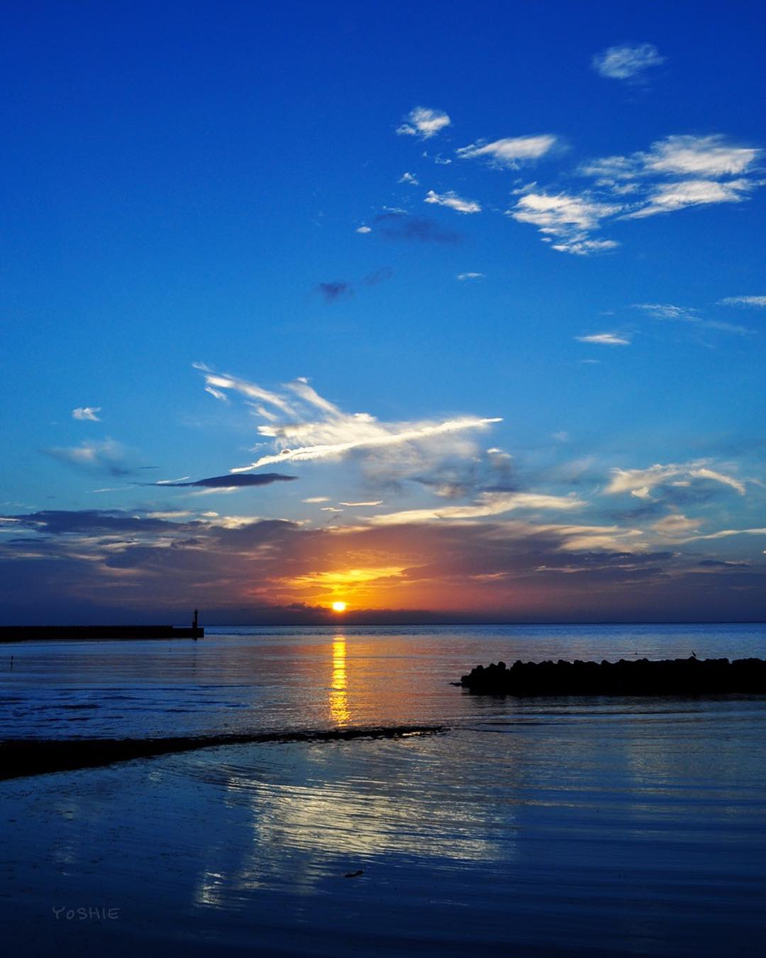 犬服｜空の移ろい｜日本製スペック天竺ニット｜選べる４タイプ×３カラー（蒲公英色/橙色/茜色）+Aくらぶメンバー限定6カラーあり