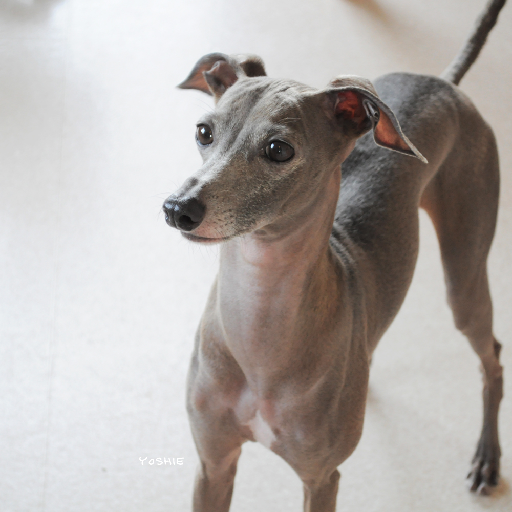 愛犬の為にしてる行為が、愛犬を傷つけてしまう行為に変わってしまう