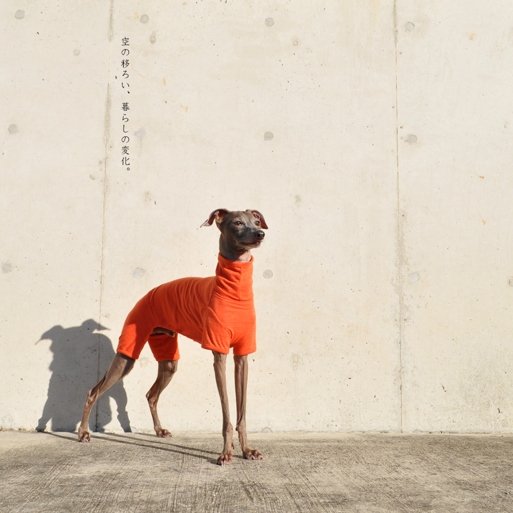 犬服｜空の移ろい｜日本製スペック天竺ニット｜選べる４タイプ×３カラー（蒲公英色/橙色/茜色）+Aくらぶメンバー限定6カラーあり
