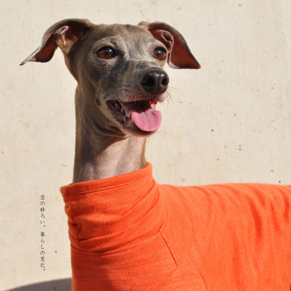 犬服｜空の移ろい｜日本製スペック天竺ニット｜選べる４タイプ×３カラー（蒲公英色/橙色/茜色）+Aくらぶメンバー限定6カラーあり