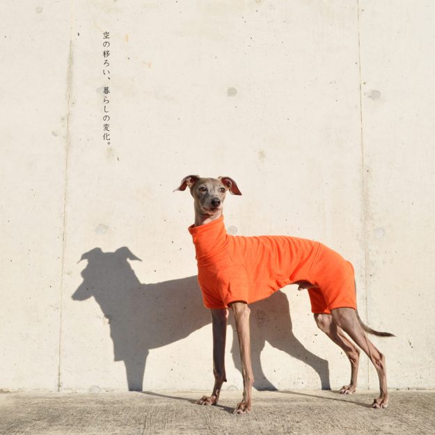 犬服｜空の移ろい｜日本製スペック天竺ニット｜選べる４タイプ×３カラー（蒲公英色/橙色/茜色）+Aくらぶメンバー限定6カラーあり