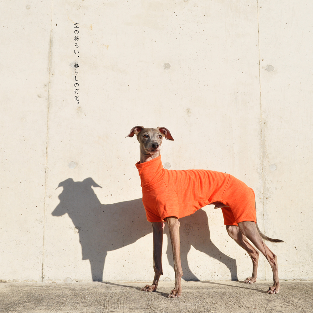 犬服｜空の移ろい｜日本製スペック天竺ニット｜選べる４タイプ×３カラー（蒲公英色/橙色/茜色）+Aくらぶメンバー限定6カラーあり