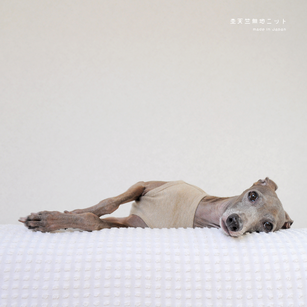 犬服｜杢天竺無地ニット｜選べる４タイプ×３カラー（ベージュ/グレイ/ネイビー）