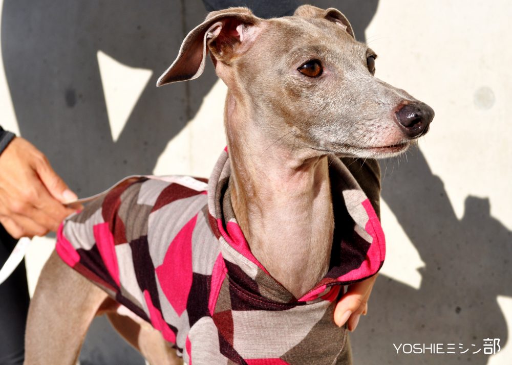 犬の採寸方法：犬服屋だから知っている大切な16のポイント！