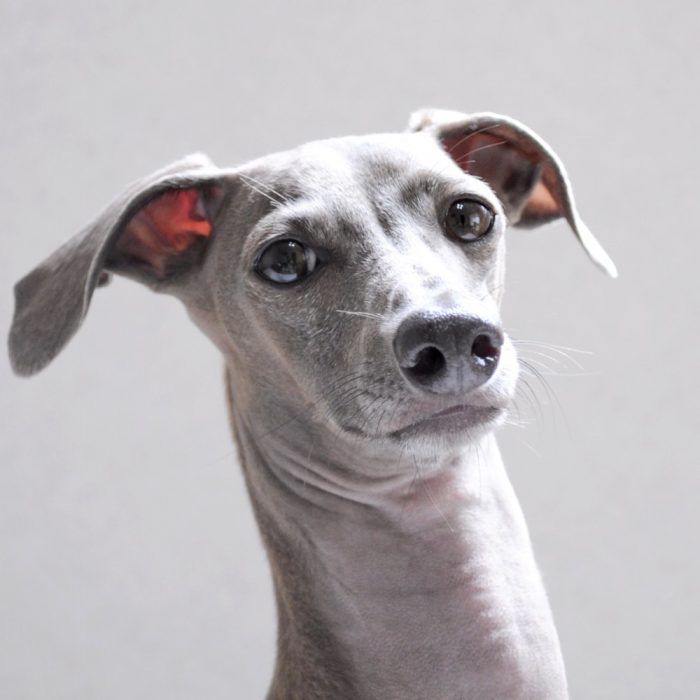 6つのお知らせ：お届け日・SNS・ミシン部・AHC・スポンサー募集など