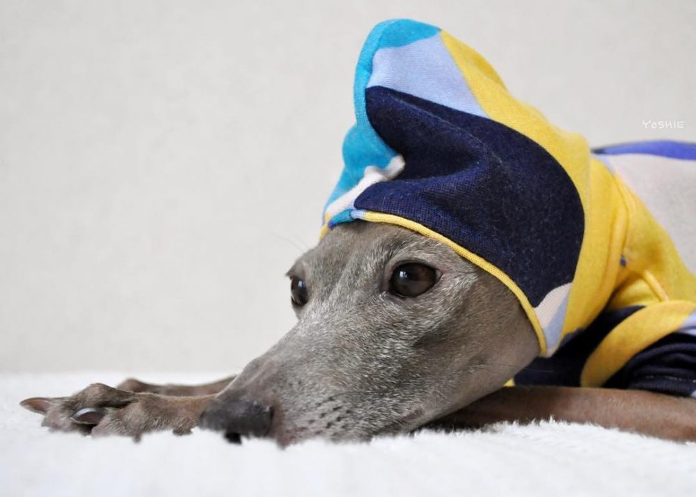 また雨でしょぼーん。