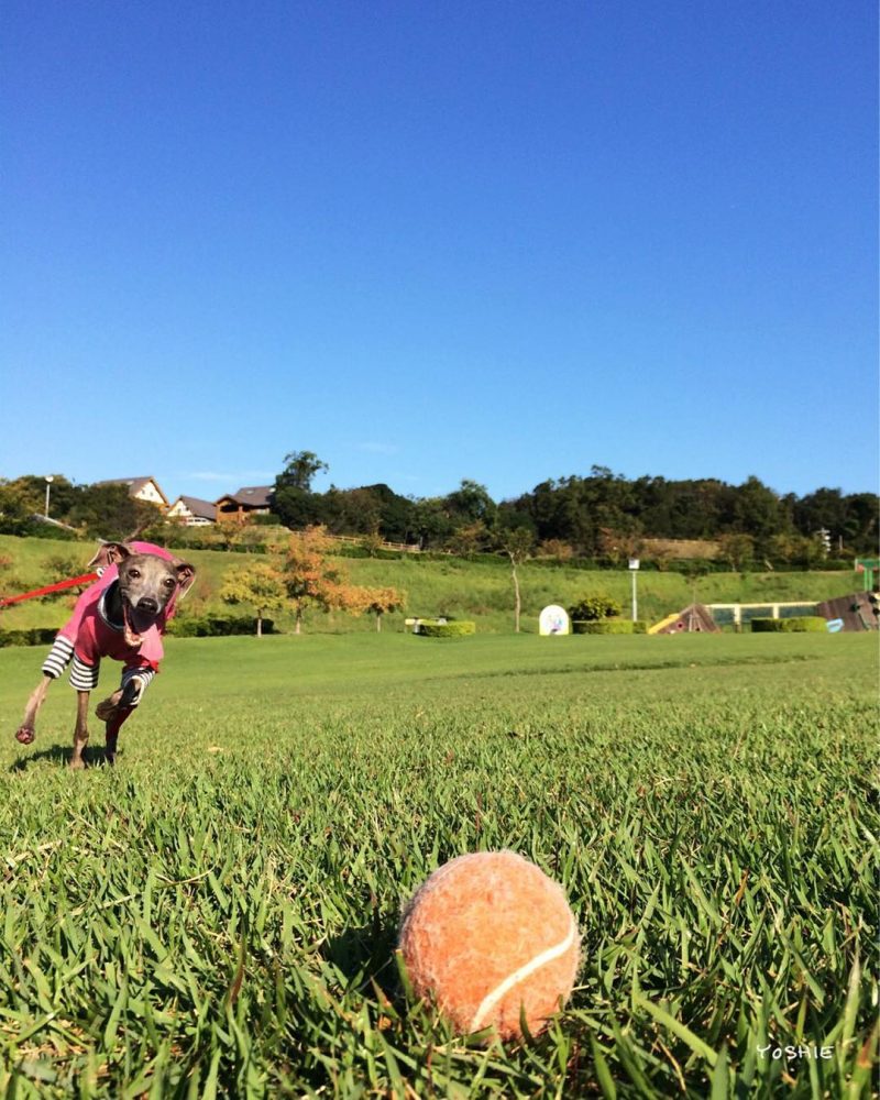 久しぶりのいい芝いい天気に大興奮で全力ダッシュ！