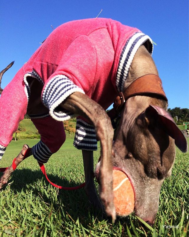 久しぶりのいい芝いい天気に大興奮で全力ダッシュ！