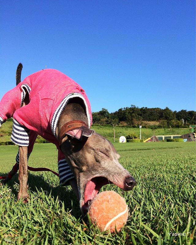 久しぶりのいい芝いい天気に大興奮で全力ダッシュ！