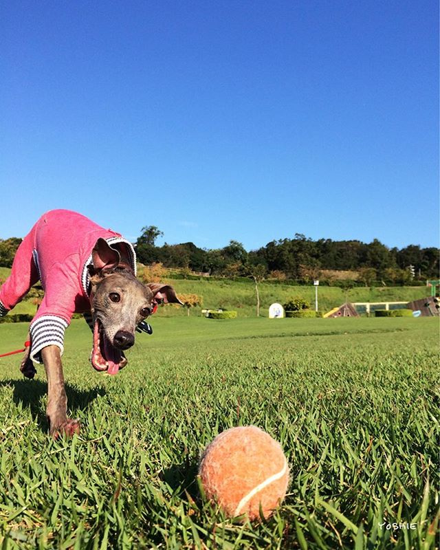 久しぶりのいい芝いい天気に大興奮で全力ダッシュ！