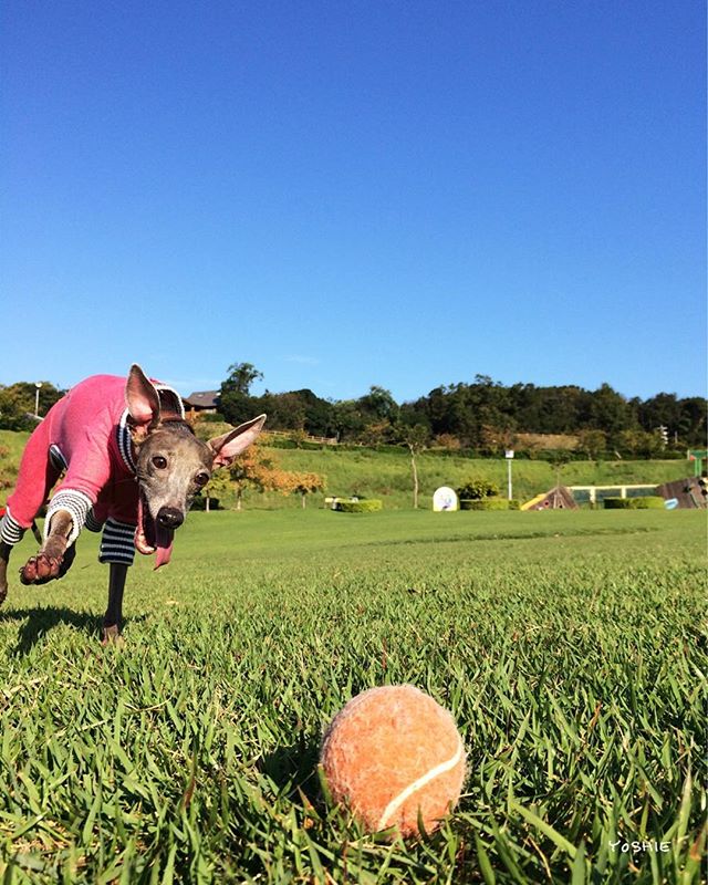 久しぶりのいい芝いい天気に大興奮で全力ダッシュ！