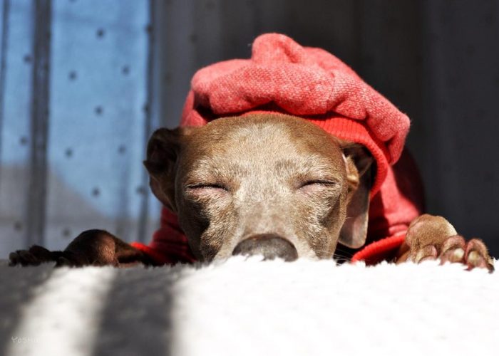 いっぱい走ったら、いっぱい寝るおじさん