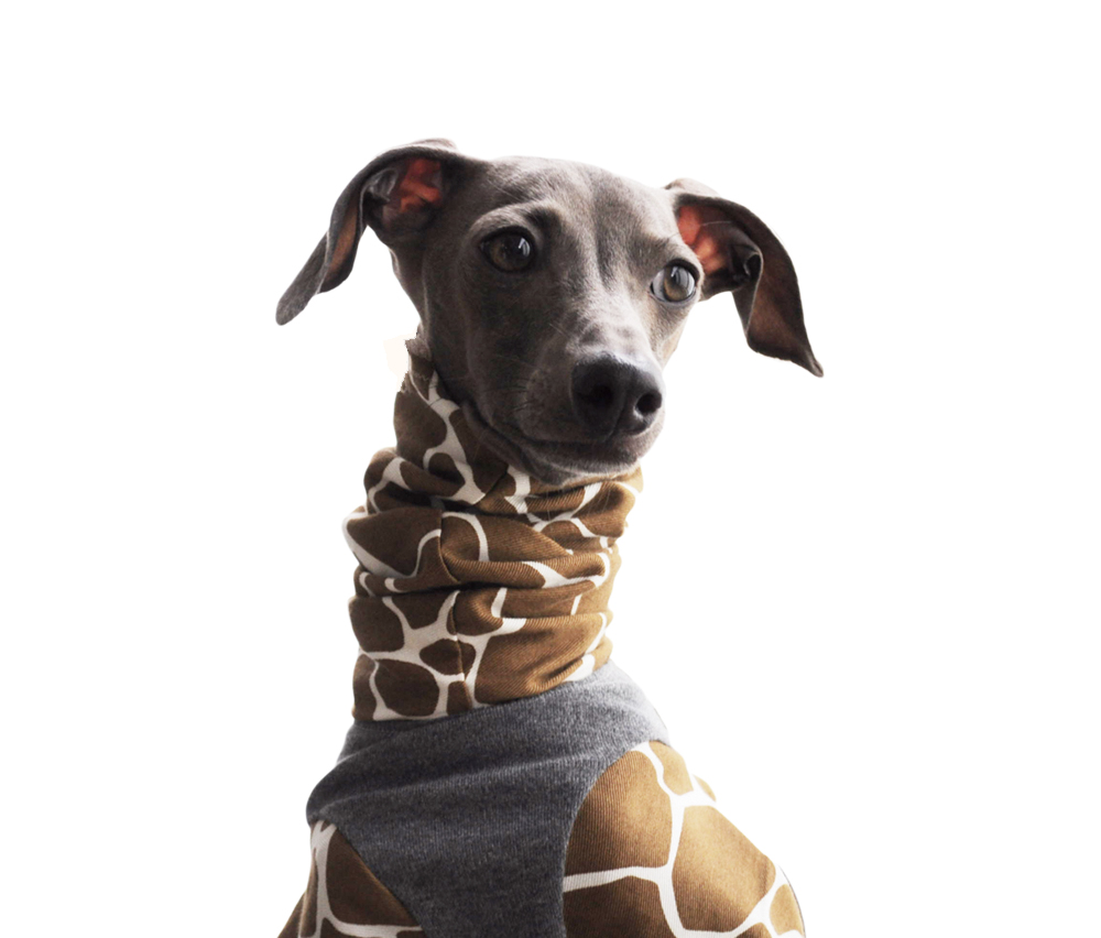 犬に服が必要な10の理由 年齢や季節に適したイタグレ服の選び方 Arata House