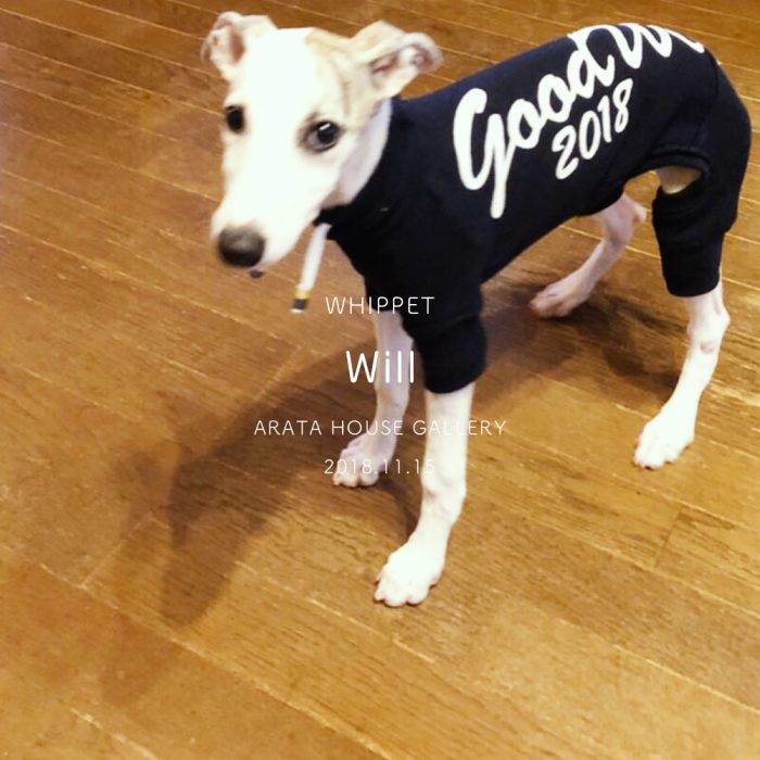 犬服作りの幸せな瞬間:ウイペットパピーのリアルな可愛さを感じる